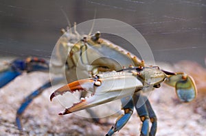 Atlantic Blue Crab Side