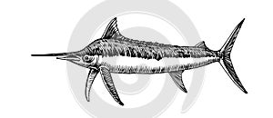 Atlantic blue marlin, commercial fish, delicious seafood, engraving, sketch