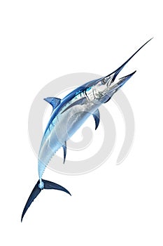 Atlantic blue marlin in a majestic leaping pose, highlighting the strength and agility of this magnificent fish