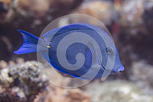 Atlantic Blue Tang