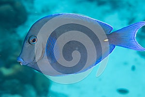 Atlantic Blue Tang on Caribbean Coral Reef