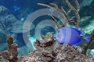 Atlantic blue tang surgeonfish