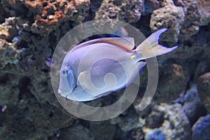 Atlantic blue tang surgeonfish