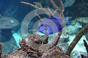 Atlantic blue tang surgeonfish photo