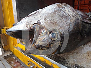 The Atlantic bluefin tuna close-up view