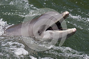 An Atlantic bottlenose dolphin, Tursiops truncates, in Florida
