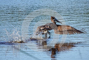 Atlantic Brown Pelican Pelecanus occidentalis on Take Off