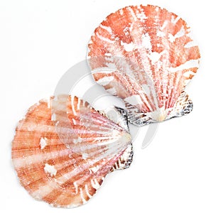 Atlantic Calico Scallop Shell (Argopecten Gibbus) photo