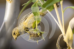 Atlantic canary Serinus canaria On Sunflower Seedhead