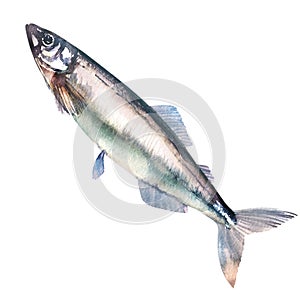 Atlantic Capelin fish, caplin, mallotus villosus, shishamo, whole isolated, hand drawn watercolor illustration on white photo