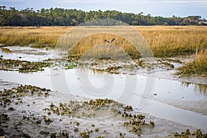 Atlantic Coastal Habitat