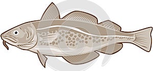 Atlantic Cod