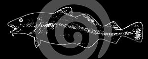 Atlantic cod fish predator on black background photo