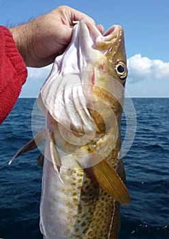 Atlantic Cod Catch photo