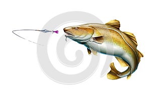 Atlantic Cod fish attack fish bait jigs and stakes spoon bait jumping out of water illustration isolate realistic.