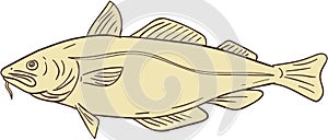 Atlantic Cod Fish Drawing