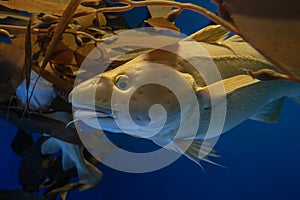 Atlantic Cod - Gadus morhua