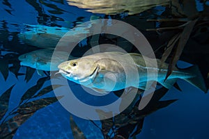 Atlantic Cod - Gadus morhua