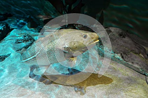 Atlantic Cod - Gadus morhua