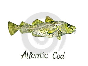 Atlantic Cod Gadus morhua, codling,  hand painted watercolor illustration design element