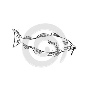 Atlantic Cod Gadus Morhua or Codling Side View Line Art Style Black and White photo