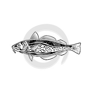 Atlantic Cod Gadus Morhua or Codling Side View Retro Style Black and White photo