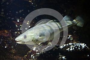 Atlantic cod (Gadus morhua). photo