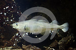 Atlantic cod Gadus morhua. photo