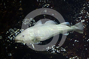 Atlantic cod Gadus morhua. photo