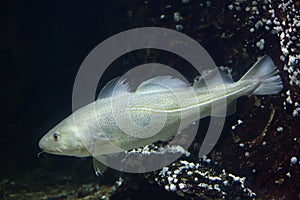 Atlantic cod Gadus morhua.