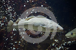 Atlantic cod Gadus morhua. photo