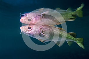 Atlantic Cod, Gadus morhua, portrait,close up photo