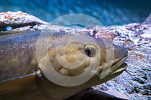 Atlantic Cod, Gadus morhua, portrait,close up