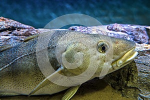 Atlantic Cod, Gadus morhua, portrait,close up photo