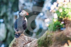 Atlantic or common puffin sitting on a cliff in Iceland