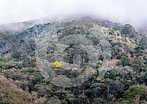 Atlantic Forest remnant in Brazil