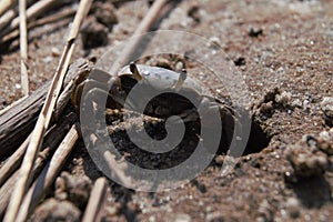 Atlantic Ghost Crab