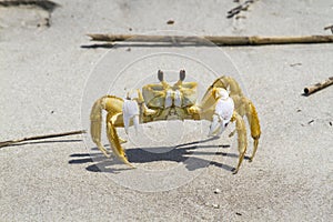 Atlantic ghost crab