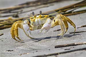 Atlantic ghost crab