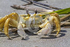 Atlantic ghost crab