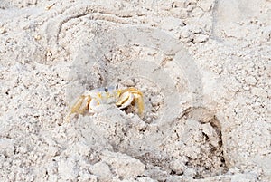 An Atlantic Ghost Crab at Assateague Island in Maryland