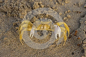 The Atlantic ghost crab Ocypode quadrata also known as sand or beach crab on the beach of Margarita Islands Venezuela. The