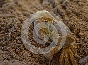 The Atlantic ghost crab Ocypode quadrata also known as sand or beach crab peeps carefully from its deep sandy hole. The Atlantic
