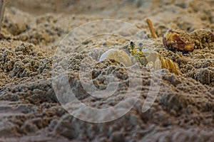 The Atlantic ghost crab Ocypode quadrata also known as sand or beach crab peeps carefully from its deep sandy hole. The Atlantic photo