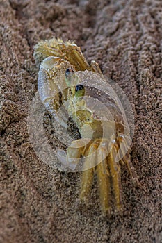 The Atlantic ghost crab Ocypode quadrata also known as sand or beach crab peeps carefully from its deep sandy hole. The Atlantic