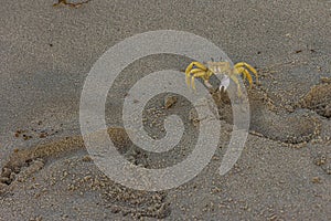 The Atlantic ghost crab Ocypode quadrata also known as sand or beach crab on the beach of Margarita Islands Venezuela. The photo