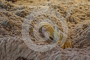 The Atlantic ghost crab Ocypode quadrata also known as sand or beach crab peeps carefully from its deep sandy hole. The Atlantic photo