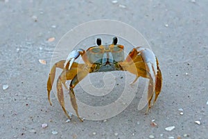 Atlantic ghost crab (Ocypode quadrata) at the ocean beach, Florida USA