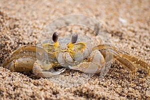Atlantic Ghost Crab