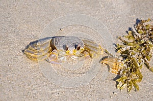 Atlantic ghost crab - Ocypode quadrata sand crab - sitting on beach sand on a bright sunny day